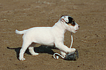 Parson Russell Terrier Welpe / parson russell terrier puppy