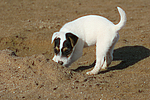 Parson Russell Terrier Welpe / parson russell terrier puppy