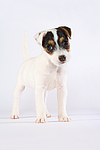 Parson Russell Terrier Welpe / parson russell terrier puppy