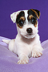 Parson Russell Terrier Welpe / parson russell terrier puppy