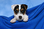 Parson Russell Terrier Welpe / parson russell terrier puppy