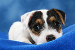 Parson Russell Terrier Welpe / parson russell terrier puppy