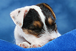 Parson Russell Terrier Welpe / parson russell terrier puppy