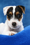 Parson Russell Terrier Welpe / parson russell terrier puppy