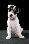 Parson Russell Terrier Welpe / parson russell terrier puppy