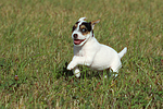 rennender Parson Russell Terrier Welpe / running PRT puppy