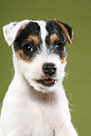 Parson Russell Terrier Welpe Portrait / PRT puppy portrait