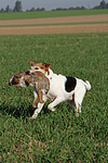 Parson Russell Terrier