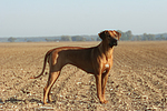 Rhodesian Ridgeback