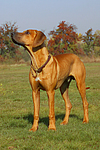 Rhodesian Ridgeback