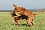 Rhodesian Ridgebacks