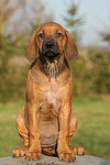 Rhodesian Ridgeback Welpe / rhodesian ridgeback puppy