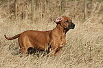 Rhodesian Ridgeback Welpe / rhodesian ridgeback puppy