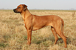 Rhodesian Ridgeback