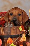 Rhodesian Ridgeback Welpe / rhodesian ridgeback puppy