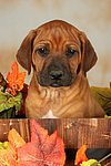 Rhodesian Ridgeback Welpe / rhodesian ridgeback puppy