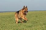 rennender Deutscher Schäferhund / running German Shepherd