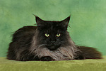 Maine Coon