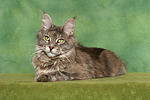 Maine Coon