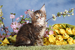 Maine Coon Kätzchen / maine coon kitten