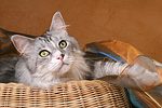 liegende Maine Coon / lying Maine Coon