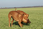 Rhodesian Ridgebacks