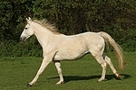 Sachsen Anhaltiner Warmblut / horse