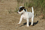 Parson Russell Terrier Welpe / parson russell terrier puppy