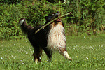 spielender Langhaarcollie / playing longhaired collie