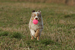 Miniature Australian Shepherd Welpe / miniature australian shepherd puppy