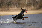 Dobermann / doberman pinscher