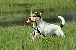 Parson Russell Terrier