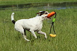 Parson Russell Terrier