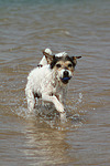 Parson Russell Terrier