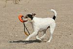 Parson Russell Terrier