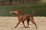 Rehpinscher / miniature pinscher