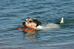 schwimmender Parson Russell Terrier / swimming PRT