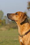 Rhodesian Ridgeback