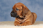 Rhodesian Ridgeback Welpe / rhodesian ridgeback puppy