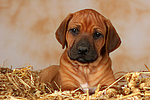 Rhodesian Ridgeback Welpe / rhodesian ridgeback puppy