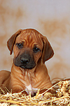 Rhodesian Ridgeback Welpe / rhodesian ridgeback puppy