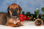 Rhodesian Ridgeback Welpe / rhodesian ridgeback puppy