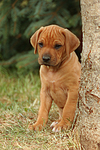 Rhodesian Ridgeback Welpe / rhodesian ridgeback puppy