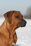 Rhodesian Ridgeback Portrait