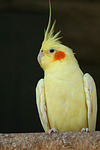 Nymphensittiche / cockatiels