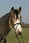 Deutsches Reitpony Portrait / pony portrait