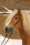 Haflinger Portrait / haflinger horse portrait