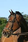 Warmblut Portrait / warmblood portrait