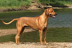 Rhodesian Ridgeback