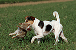 Parson Russell Terrier